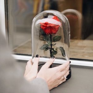 Алая роза под стеклом